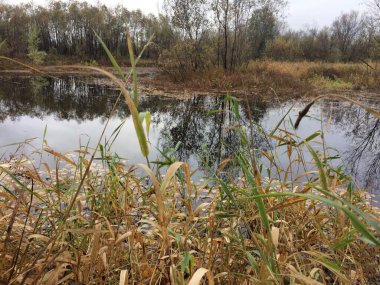 Lemyu Nehri sonbaharda