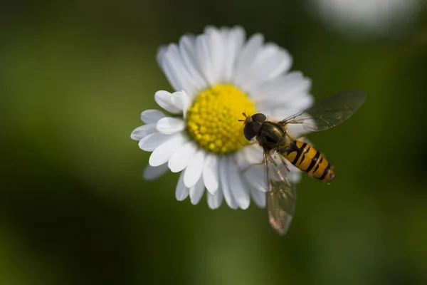 Abelha Mel Uma Flor — Fotografia de Stock