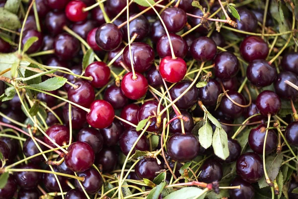 fresh sour cherry with stems