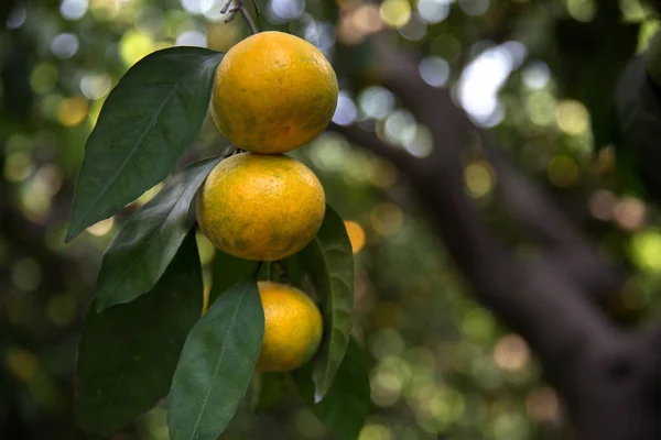 Sweet Orange Mandarins Tree Mandarin Orchard — Stock Photo, Image