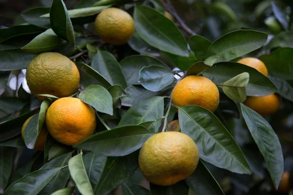 Sweet Orange Mandarins Tree Mandarin Orchard — Stock Photo, Image