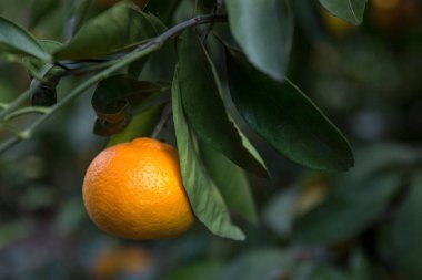 tangerines or mandarins  on a tree