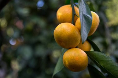 tangerines or mandarins  on a tree