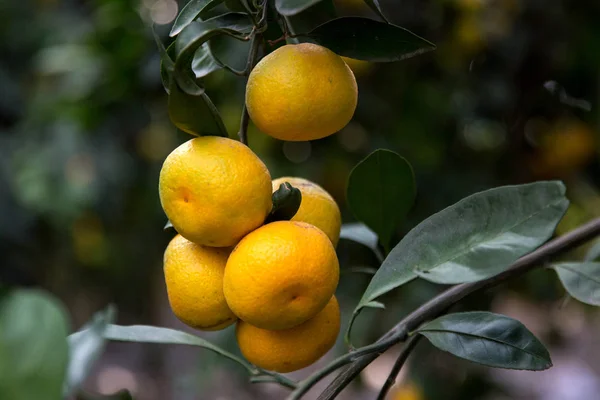 Tangerines Mandarins Tree — Stock Photo, Image