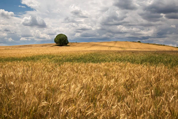 Wheat Field Alone Tree — Stock Photo, Image