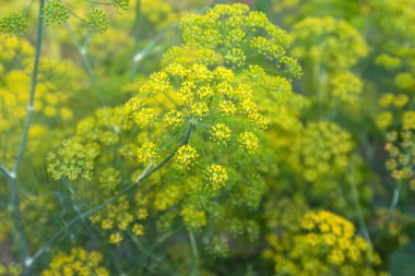 bahar bahçesinde açan çiçekler