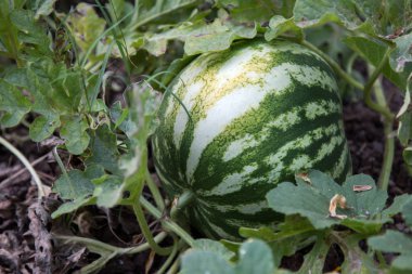 karpuz bir alanda büyüyen