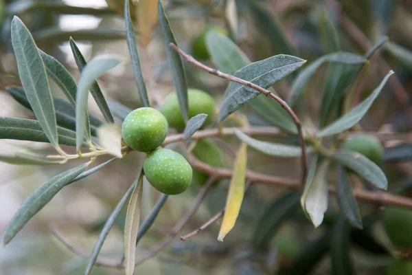 Fresh Green Olives Tree — Stock Photo, Image