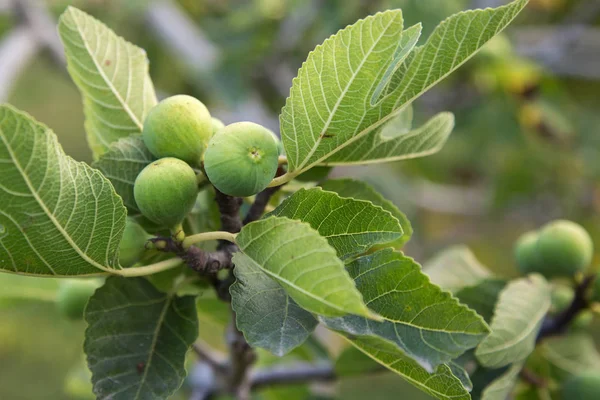 Green Figs Growing Tree — Stock Photo, Image