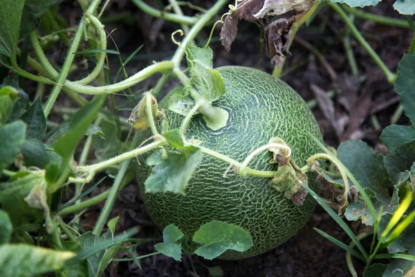 green melon growing in soil