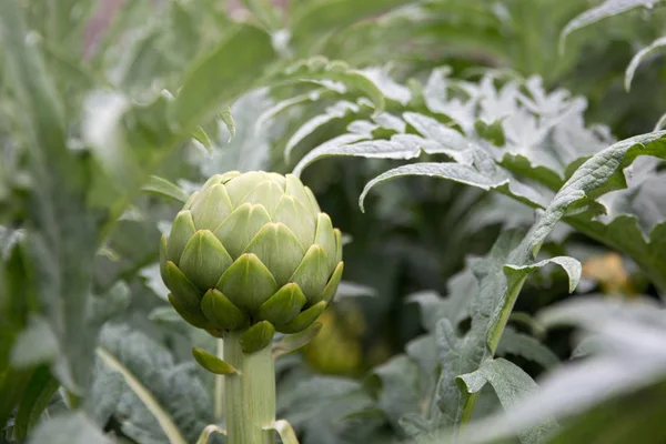 Artichauts Frais Poussant Dans Jardin — Photo