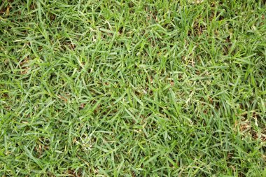 taze yeşil çim arka plan, açık