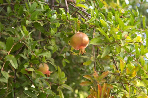 Owoc Granatu Rośnie Drzewie — Zdjęcie stockowe