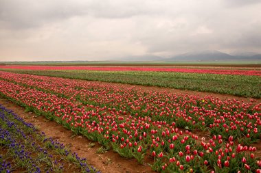 tulip field in Karaman, Konya