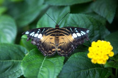 Parthenos sylvia, yeşil yapraklı makas kelebeği