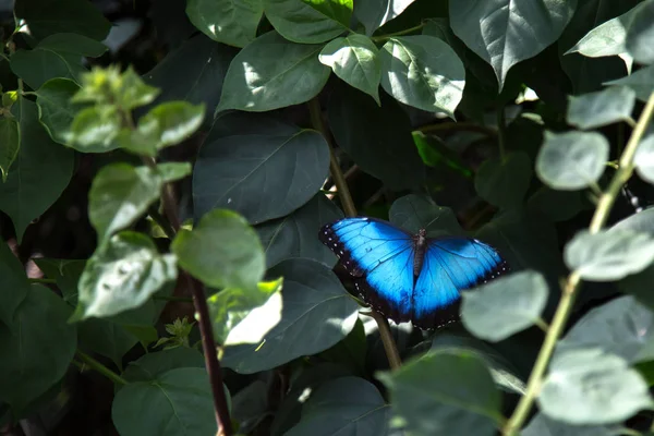 Mavi Morfo Kelebeği Morpho Peleides Yeşil Yaprak Üzerinde — Stok fotoğraf
