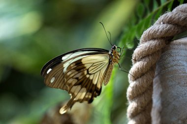 Alaycı Kırlangıç (Papilio dardanus) kelebek