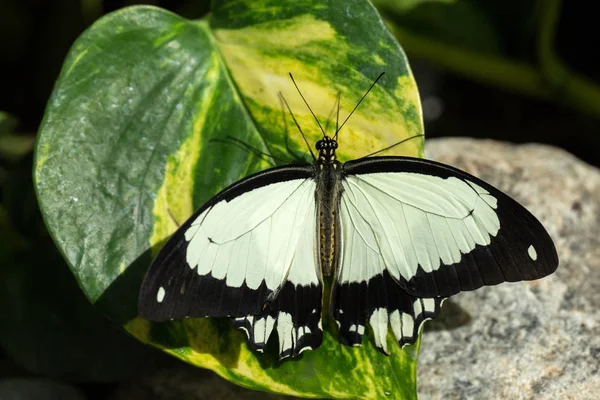 Бабочка Пересмешница Papilio Dardanus — стоковое фото