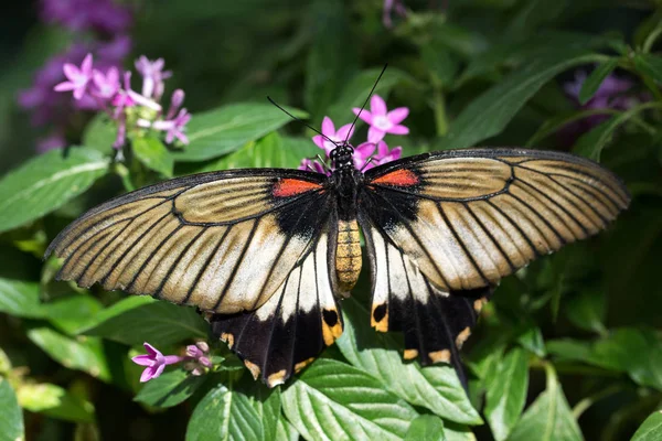 Büyük Sarı Mormon Kelebeği Papilio Lowi Veya Papilio Lowii — Stok fotoğraf