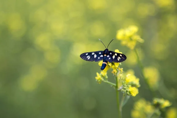 Nine Spotted Moth Amata Phegea — Stok fotoğraf