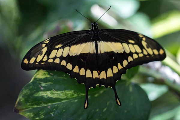 Dev Kırlangıç Kuyruk Papilio Cresphontes Bir Yaprak Üzerinde — Stok fotoğraf