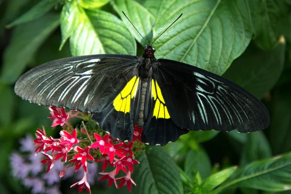 Borboleta Asa Pássaro Comum Troides Helena Descansando Folha — Fotografia de Stock