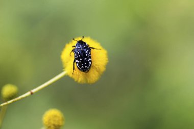 Akdeniz benekli chafer Oxythyrea funesta beyaz benekli gül böceği