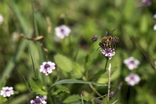 Abelha Mel Uma Flor — Fotografia de Stock