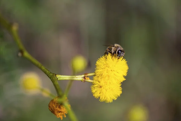 Honungsbi Mimosa Blomma — Stockfoto