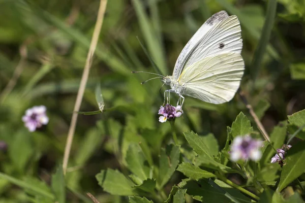 Pieris Rapae Koolvlinder Witte Vlinder Een Bloem Stockfoto