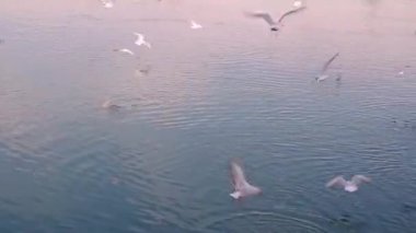  Nehrin üzerinde uçan martılar.