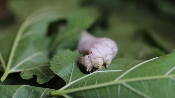 蚕食桑树绿叶 — 图库视频影像