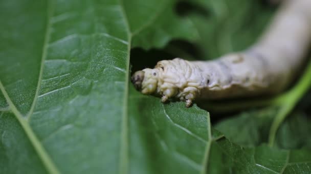 Pek Böceği Dut Yeşili Yaprak Yiyor — Stok video