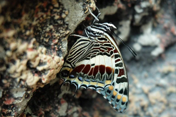 Güzel Kırlangıç Kelebeği Kayanın Üzerinde — Stok fotoğraf