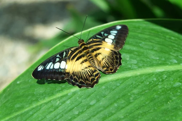 Parthenos Sylvia Yeşil Yapraklı Makas Kelebeği — Stok fotoğraf