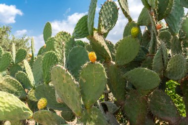 Dikenli armut kaktüsü meyvesi (Opuntia ficus-indica, Opuntia ficus-barbarica)