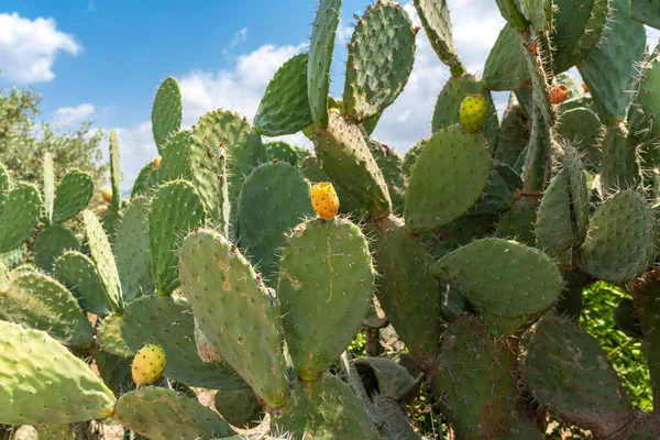 Prickly pear cactus fruit (Opuntia ficus-indica, Opuntia ficus-barbarica)