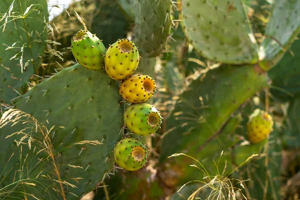 Prickly Pear Cactus Fruit Opuntia Ficus Indica Opuntia Ficus Barbarica — Stock Photo, Image