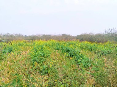 Yaz sabahı küçük sarı çiçeklerle dolu bir bahçe.