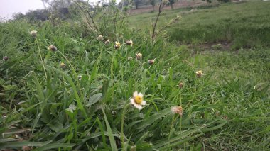 Muson yağmurlarında yeşil çimlerde uçuşan küçük beyaz çiçek.