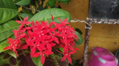 Yeşil yaprakların altındaki küçük kırmızı çiçekleri göster