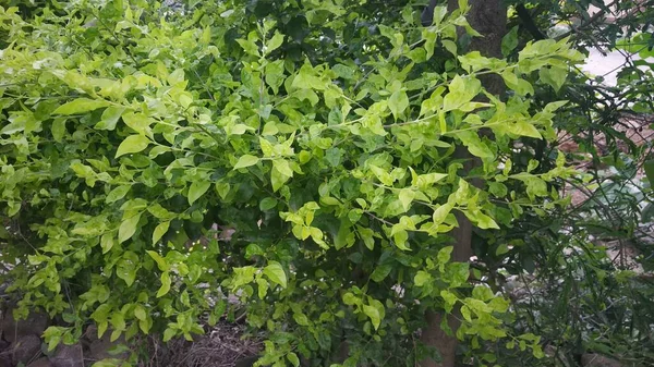 Hojas Plantas Verdes Amarillentas Bajo Cielo Azul —  Fotos de Stock