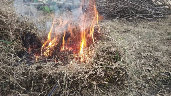Fuego Sobre Hierba Húmeda Crecen Granja Rural —  Fotos de Stock