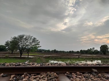 Yeşil ağaç, bulutlu gökyüzünün altında, güzel doğada, kırsal kesimde duruyor.