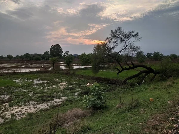 Farms and trees in indian farm in evening under cloudy sky