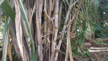 Çiftlikteki Hint şeker kamışı bitkileri kahverengi ve yeşil bambularla