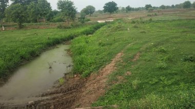 Muson akşamları su yosunlarıyla doludur.