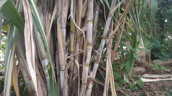 Çiftlikteki Hint şeker kamışı bitkileri kahverengi ve yeşil bambularla