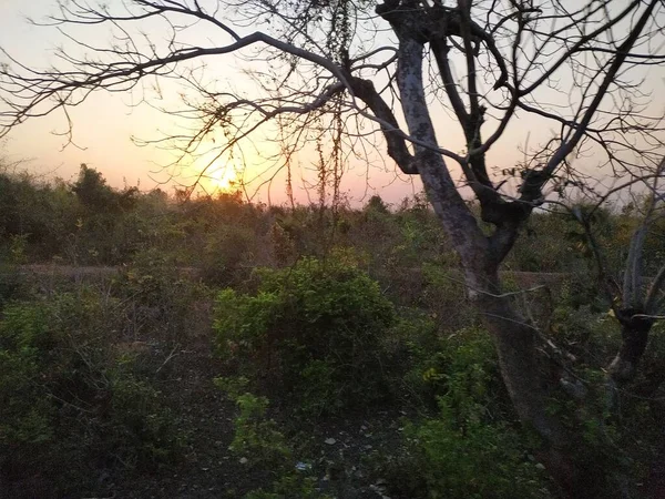 Sonnenuntergang Blick Von Der Landschaft Durch Bäume — Stockfoto