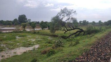 Çiftlikteki yeşil ağaçların çeşitliliği ve güzel gökyüzü